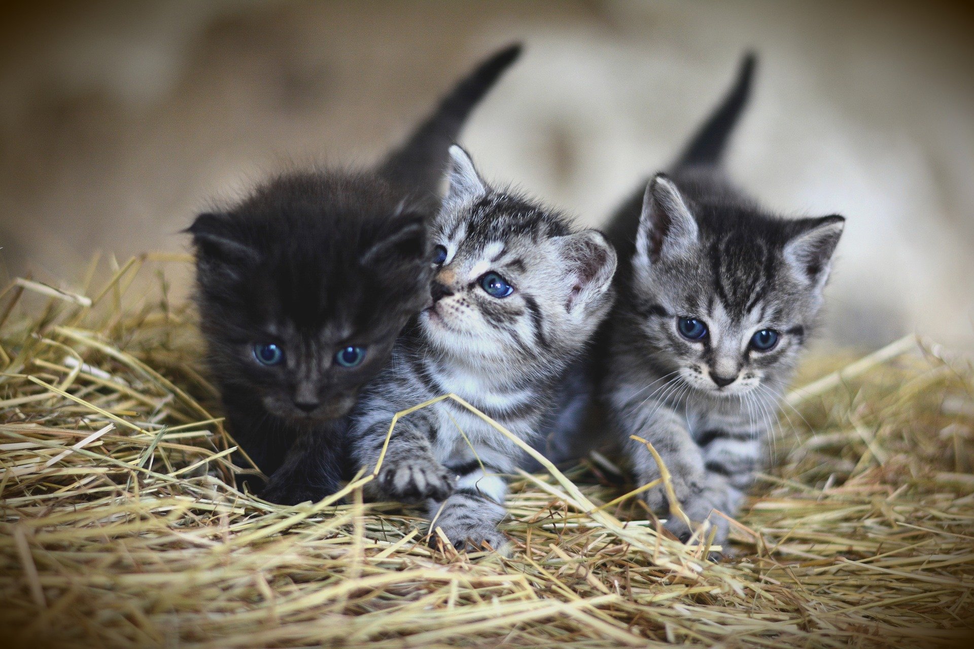 Should you let your cat have one litter? Vet Help Direct
