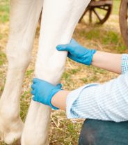 Is there rehabilitation for horses after serious injuries?