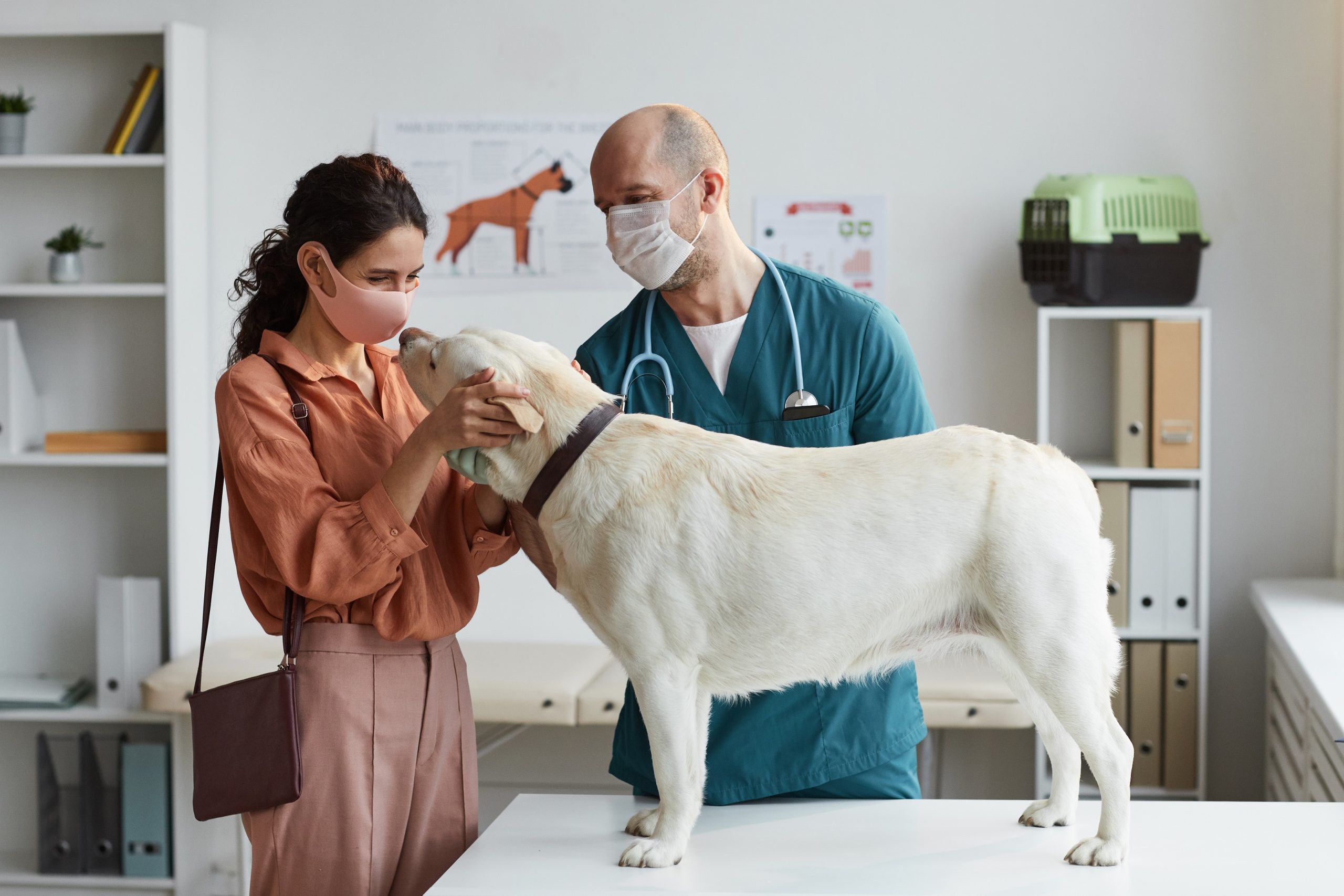 What Do Vets Do if they Don t Know the Answer? Vet Help Direct What Do Vets Do if they Don t Know the Answer? Vet Help Direct