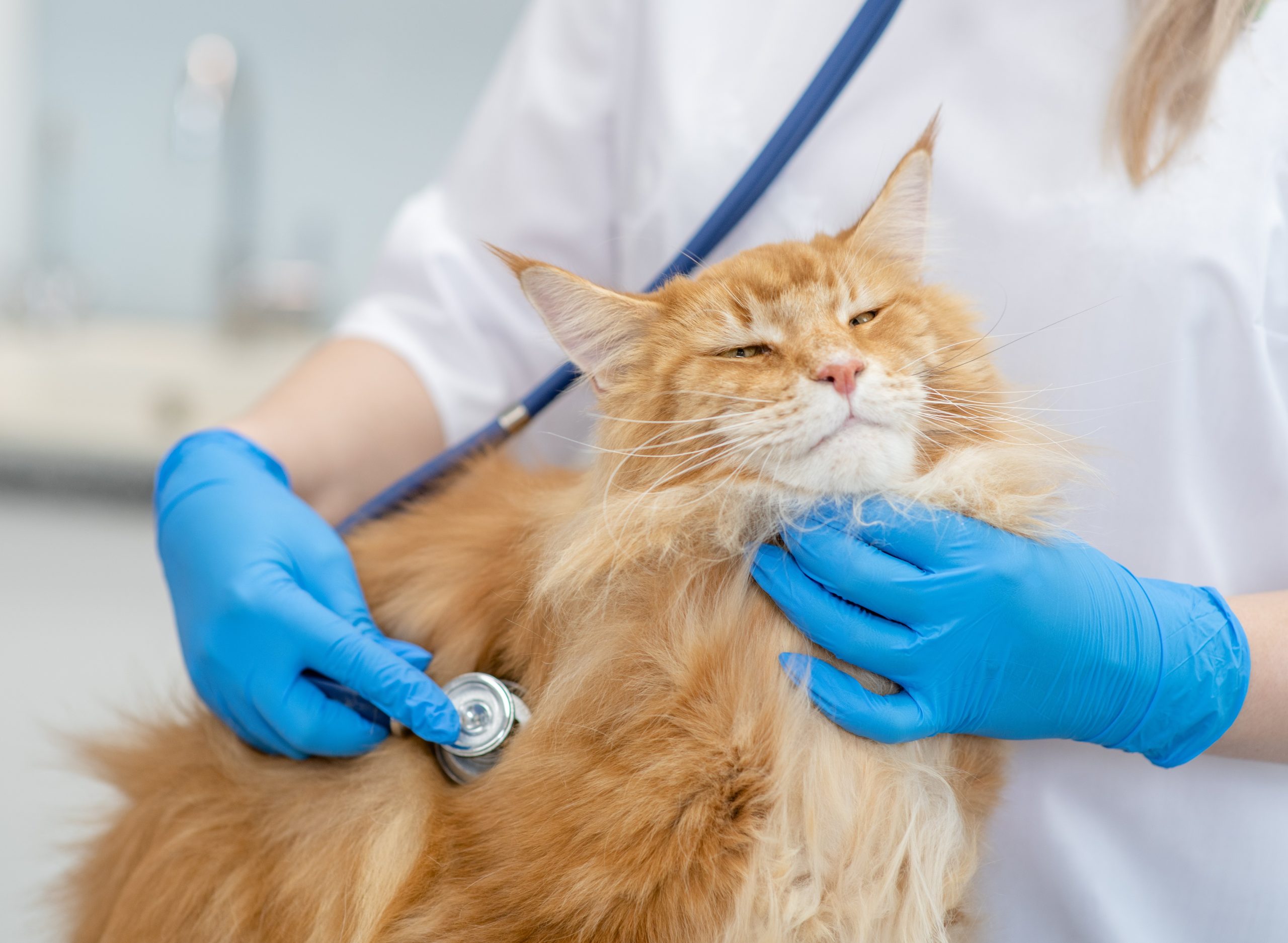 Best cat hot sale veterinarian