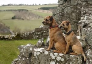 2 Border Terriers on rocks