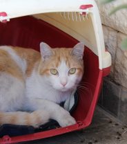 Cat carry boxes – what to look out for