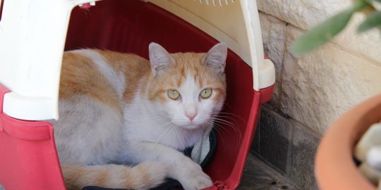 Cat in carrier