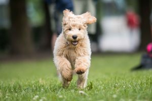 Labradoodle running