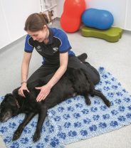 What is the law about physiotherapy on animals?