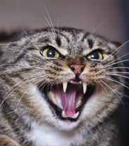 Why Does my Cat Attack? A guide to feline aggression