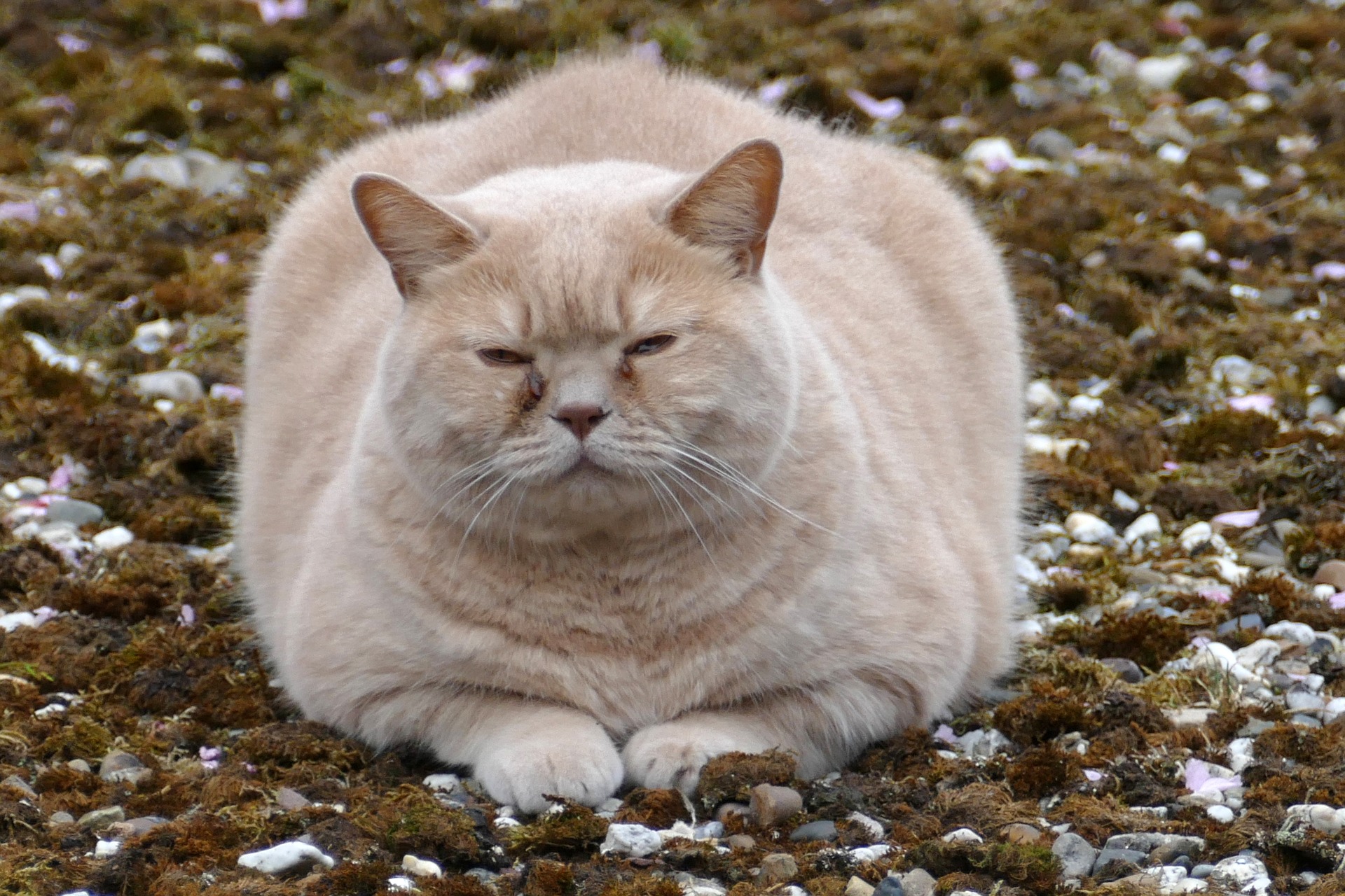 Пухленькая бритая. Толстый котэ. Жирный кот. Пухлые котики.