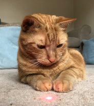 Cats and Laser Pointers: Good or Bad?