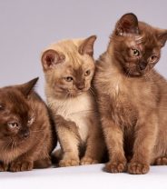 Vets Own Pets Panel: Cat Breeds