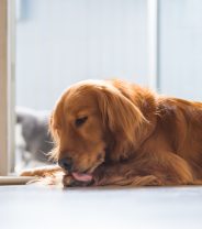 Why do Dogs Lick Their Paws?