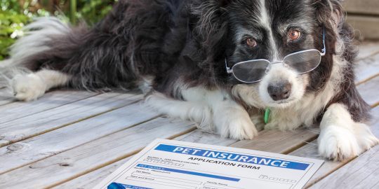Old dog looking at pet insurance documents