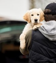 Is dog theft really an issue?