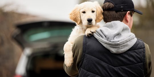 Dognapping / dog theft