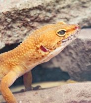 So you're thinking of getting a gecko? How to prepare for and choose a pet reptile