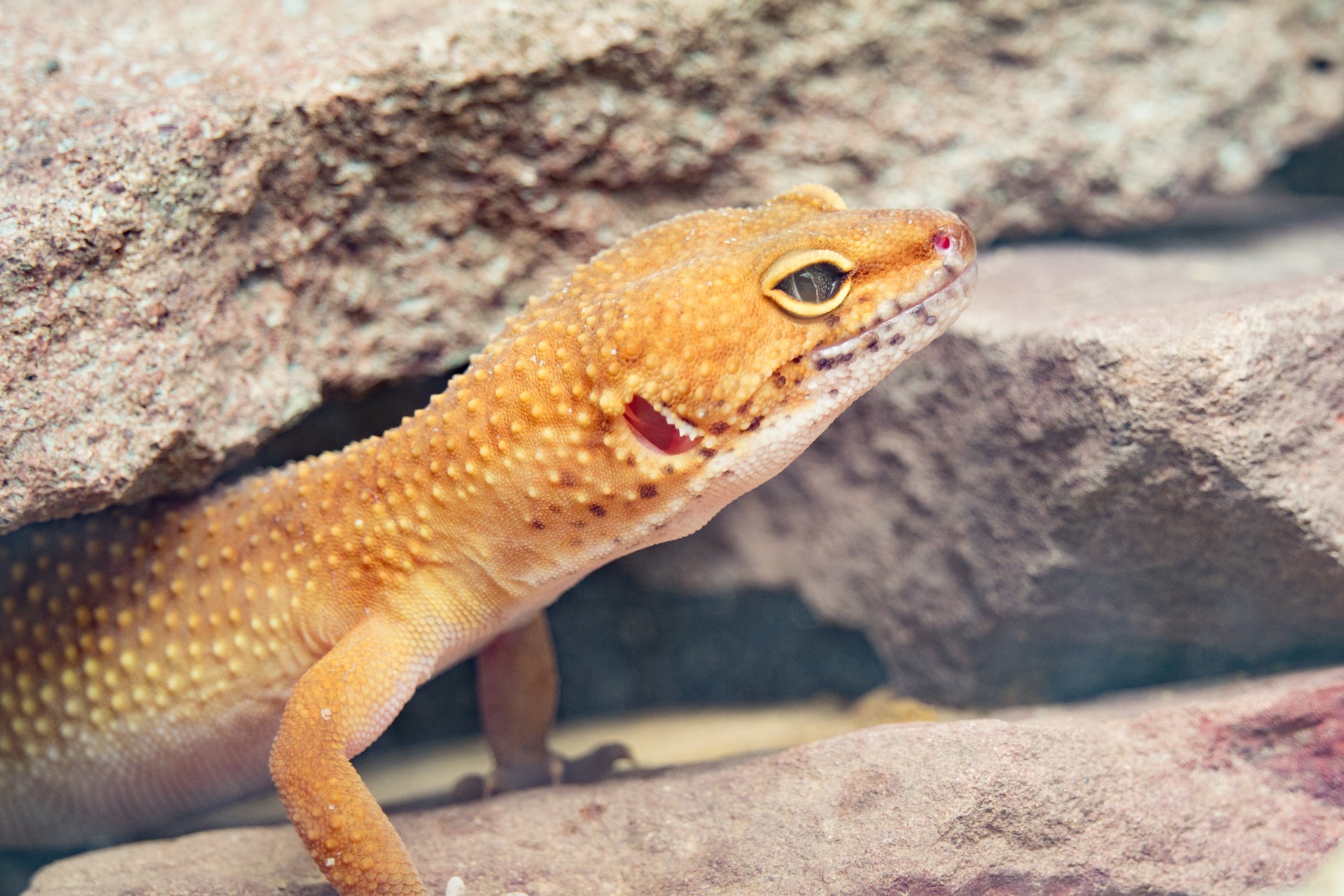 First time reptile owner so I thought I would start with house geckos, I'm  having a hard time with the humidity and heat. I can't get it to stay  perfect, it needs