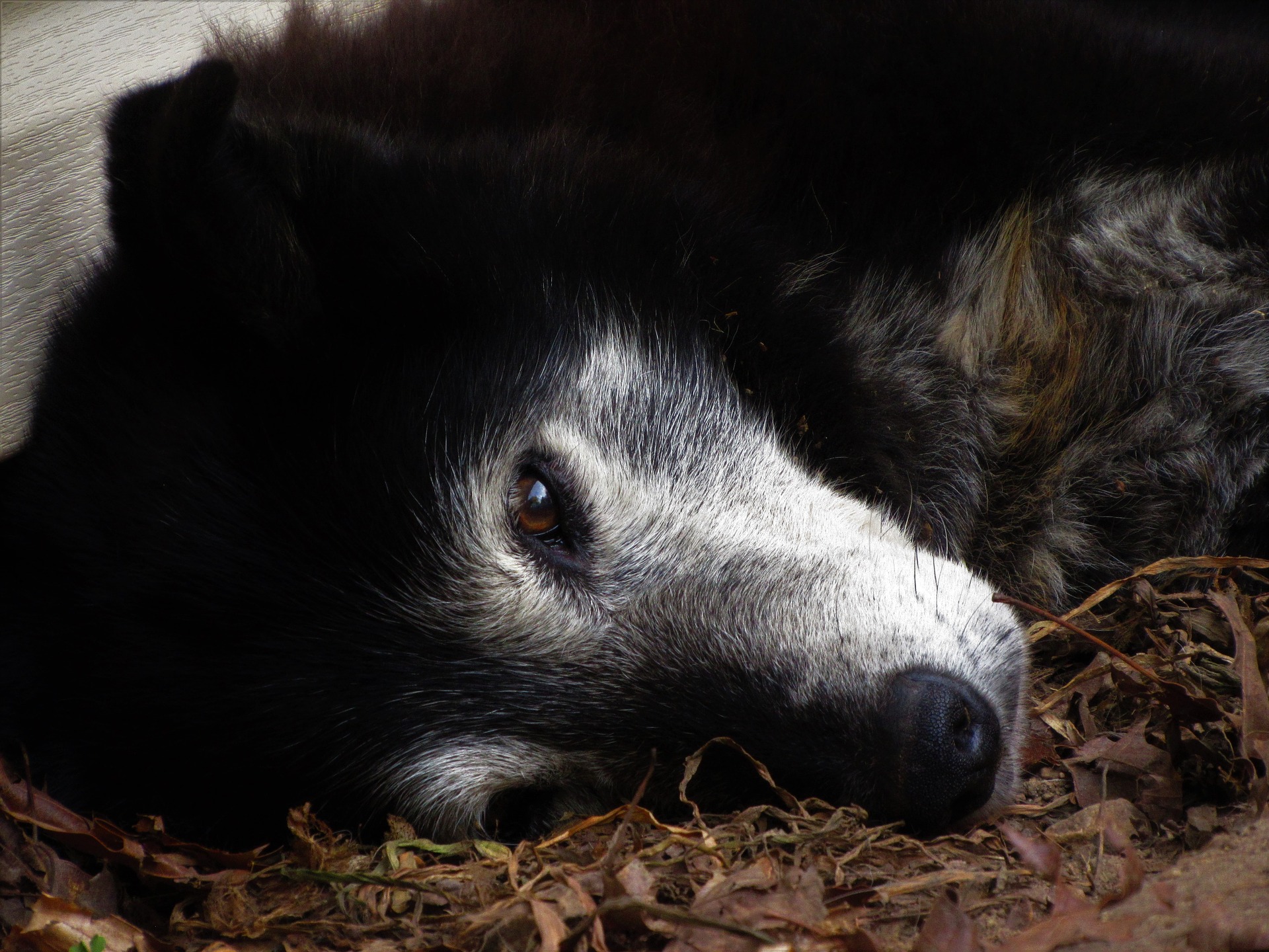 what happens when your dog dies at the vet