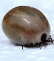 Tick bite prevention for pets - what you need to know