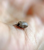 How to Remove a Tick from your Dog: