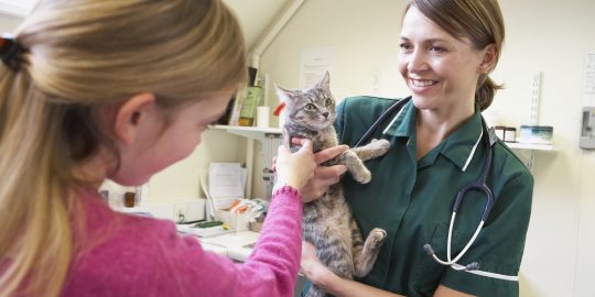 Veterinary nurse with a cat in a consult room