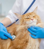 How many vet visits does a cat need?