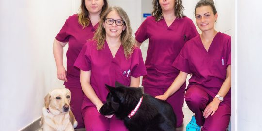 Veterinary team including nurses in the practice with dogs