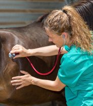 Is radiotherapy available for horses?
