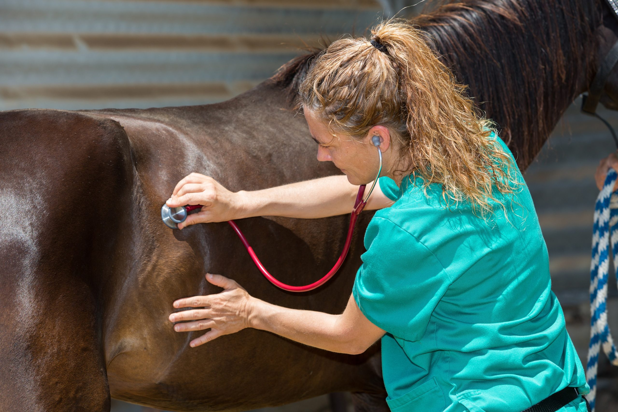 Equestrian vet best sale near me