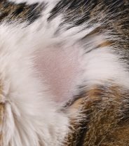 Why does my cat have a bald spot?