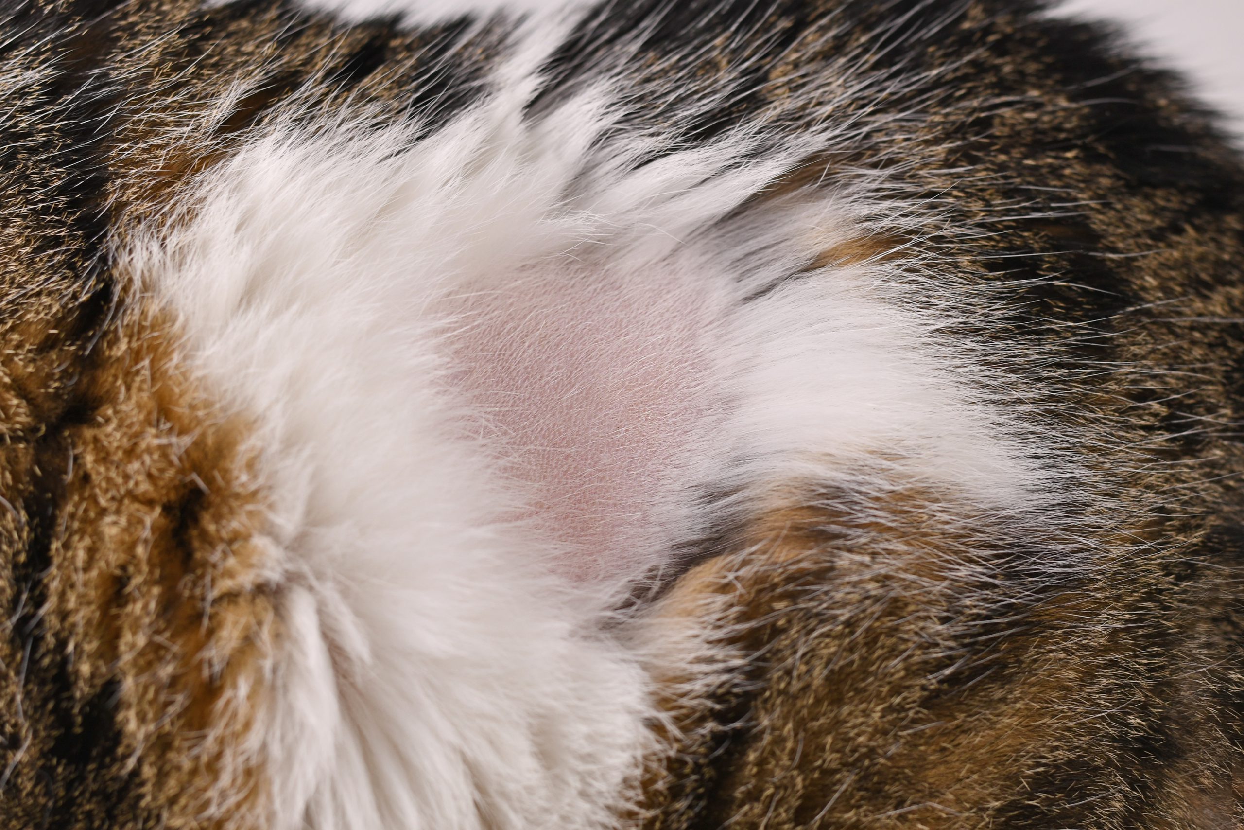Why does my cat have a bald spot? - Vet Help Direct