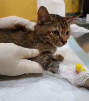 Is chemotherapy cruel in cats?