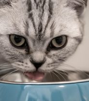 Why should I feed a cat with cystitis a special diet?