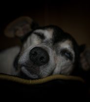 Home Euthanasia - how to ensure your dog’s passing is as peaceful as possible