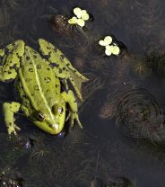 Do pet frogs need much care?
