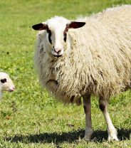 How to lamb a ewe - 7 Top Tips