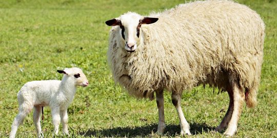 Ewe and newborn lamb