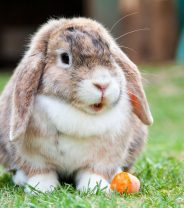 How do I know if a rabbit is in pain?