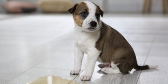 Puppy sitting next to puddle
