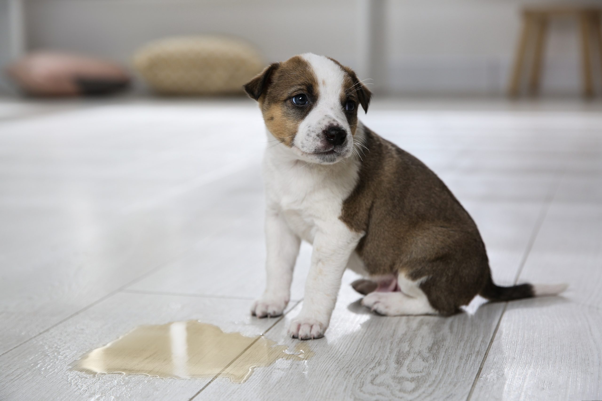 can dogs pee themselves when scared