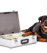 Will pet insurance premiums rise with inflation?