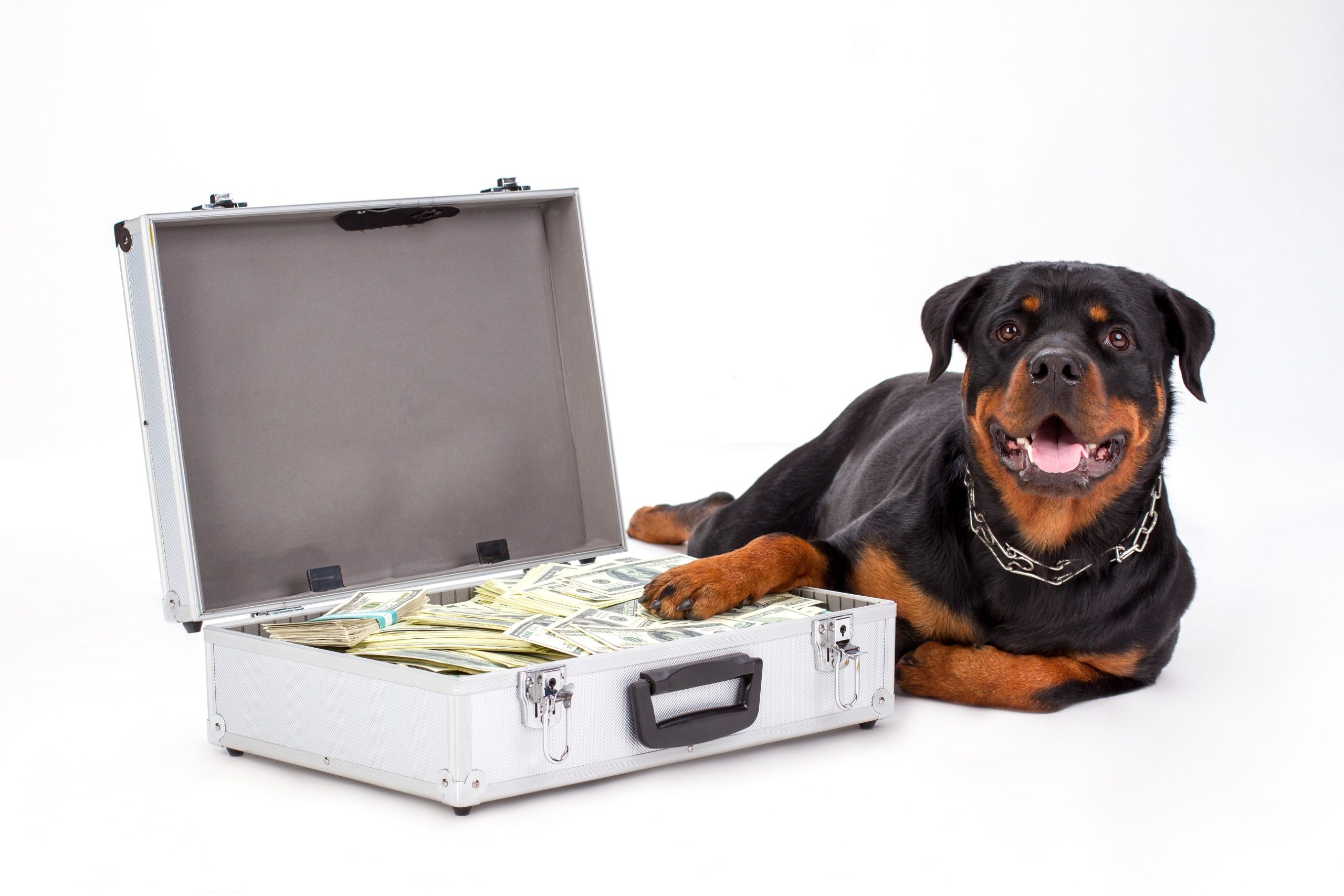 Dog with lots of money in suitcase