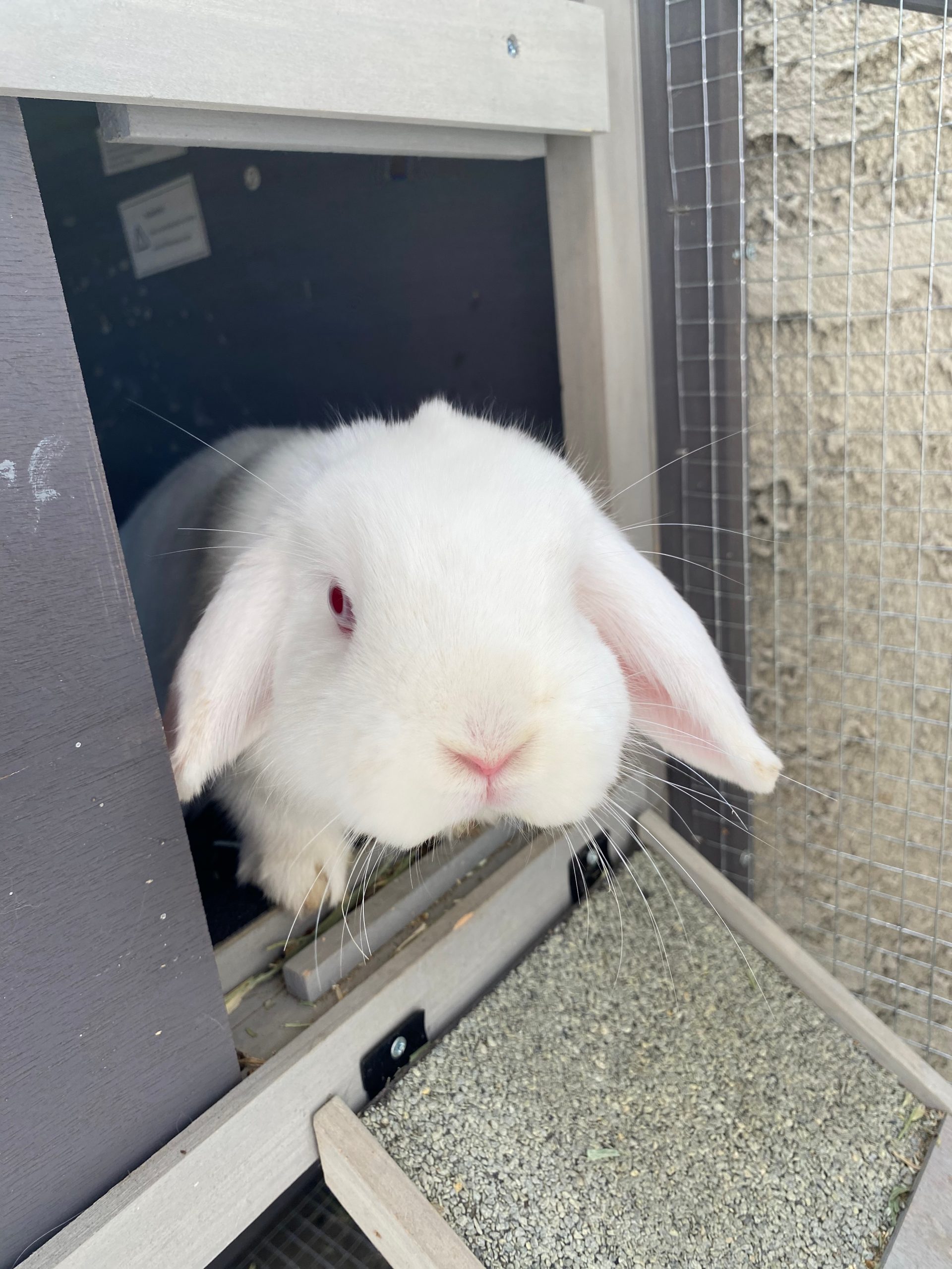 Is rabbit neutering really safe? Vet Help Direct