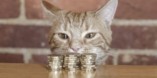 Cat looking at piles of money