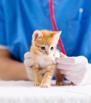 What to expect at a new pet vet check