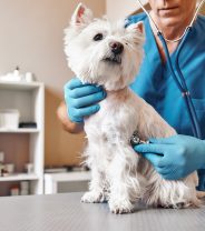 Are there specialist cancer vets?