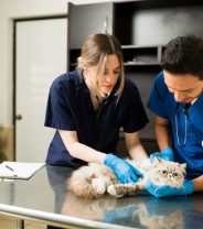 Is it better to go to an independent Vet practice?