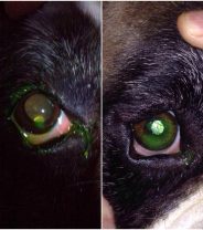 Are there ophthalmologists for dogs?