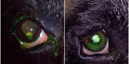 Dog’s eye stained with green fluorescein dye and being examined by a vet