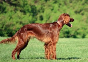 Slip on hot sale irish setters