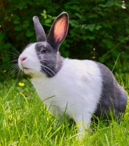 Rabbit wormers – what to look out for