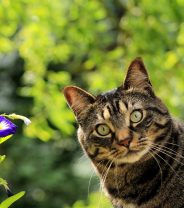 How to plant a pet safe garden